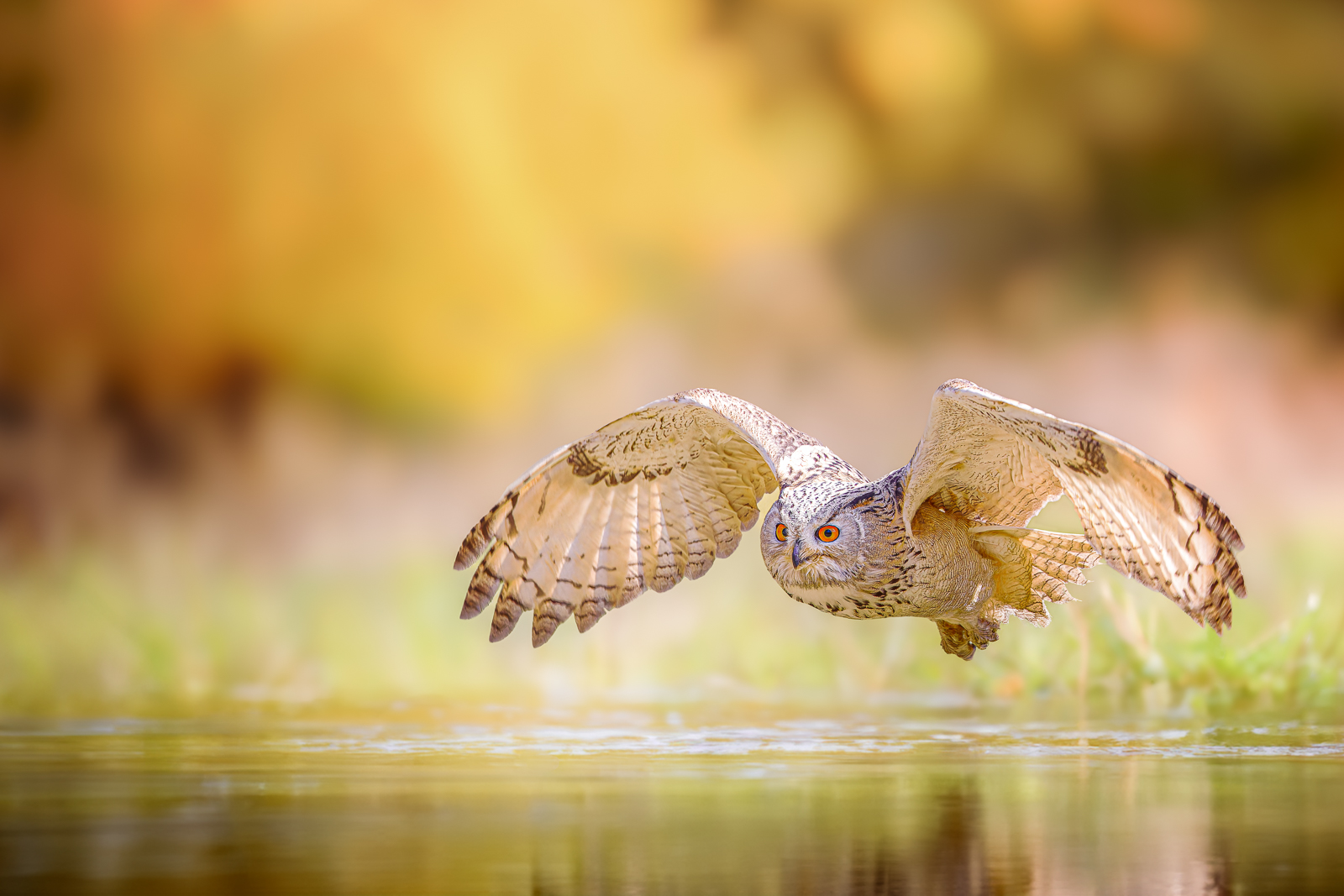 Lords of the Sky