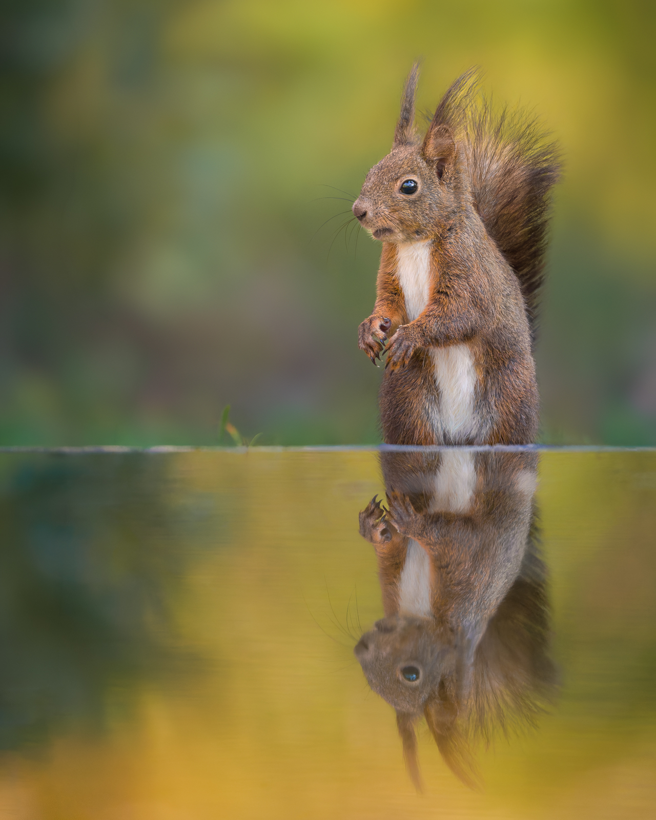 Red squirrel