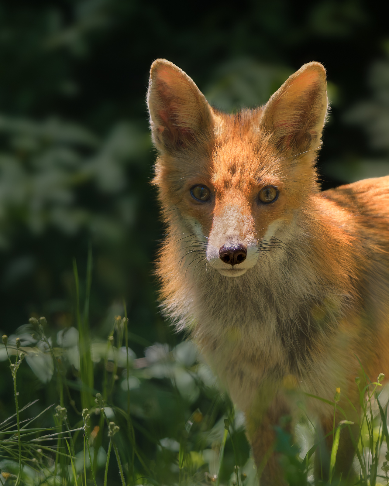 Red fox
