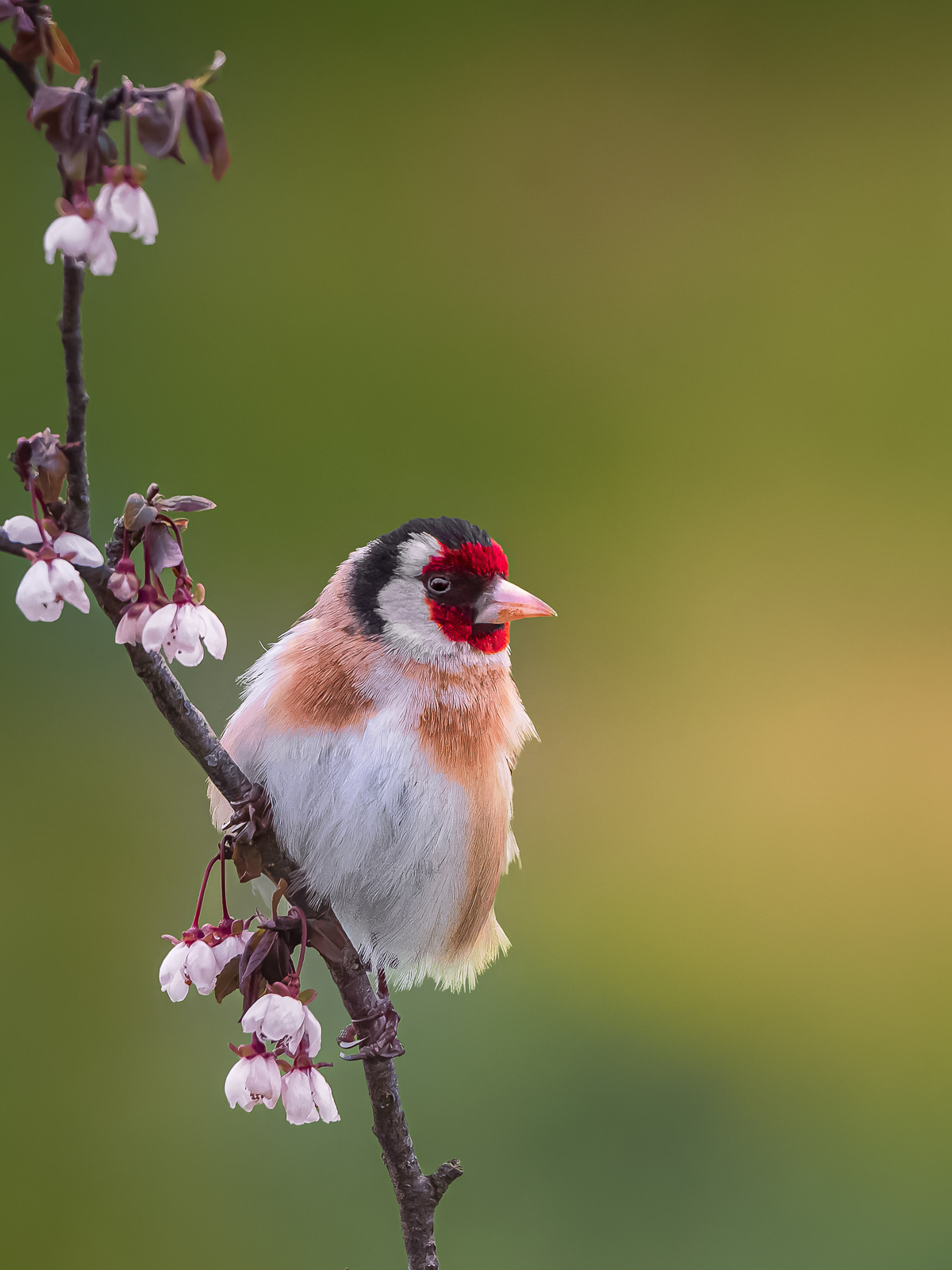 Goldfinch, Italy