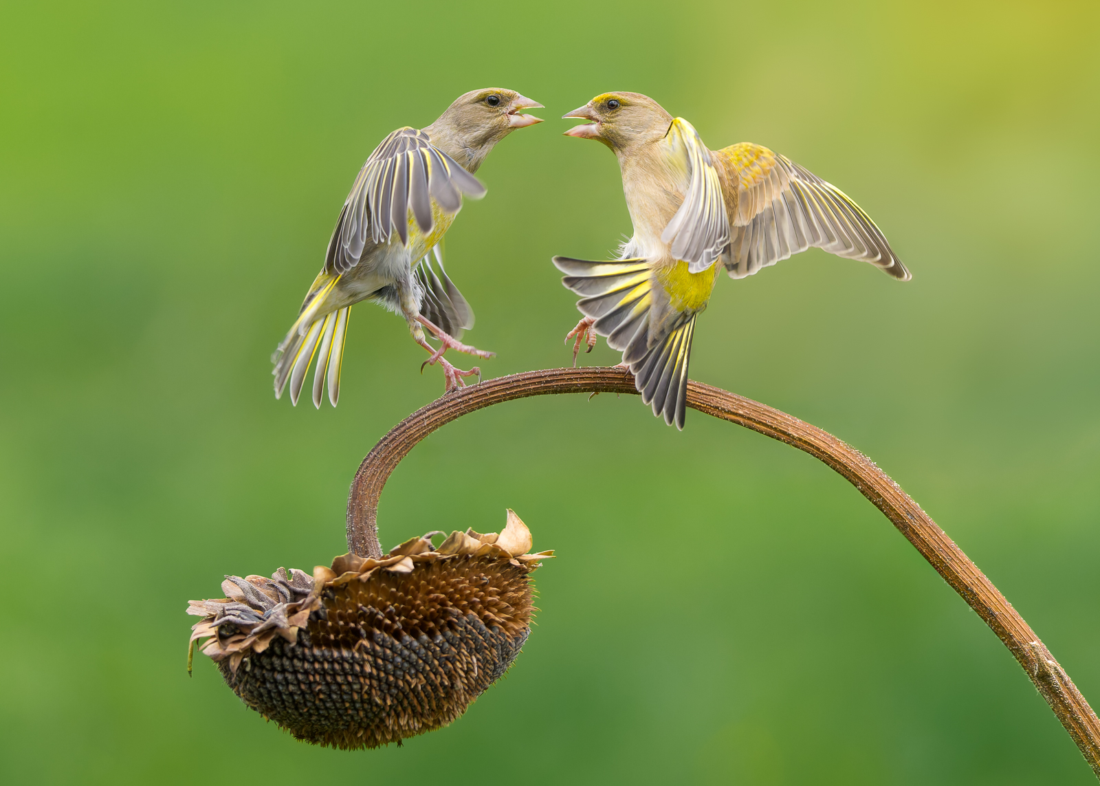 Greenfinches, Italy