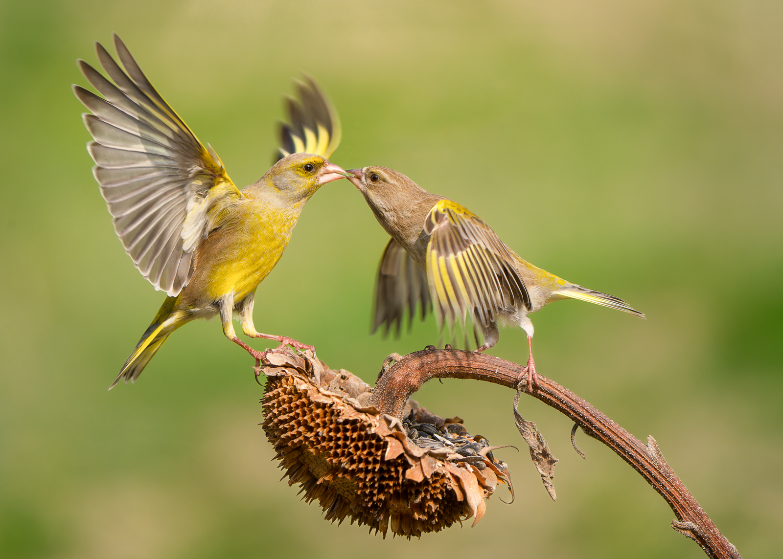 Greenfinches, Italy