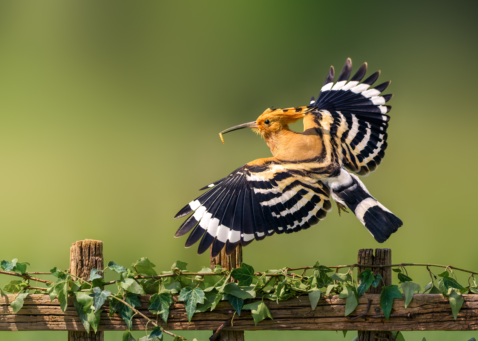 Hoopoe, Italy